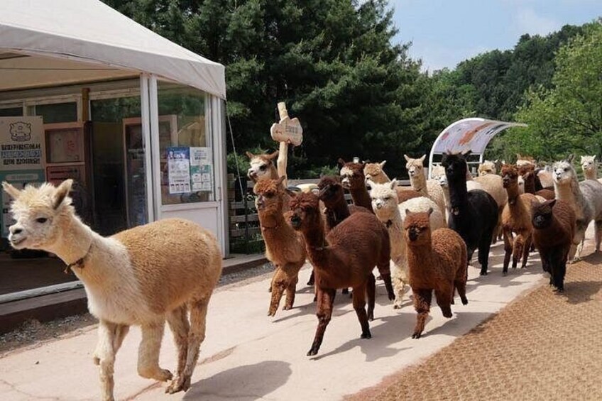 Nami Island, Alpaca World and Gangchon Rail Bike Tour from Seoul 4
