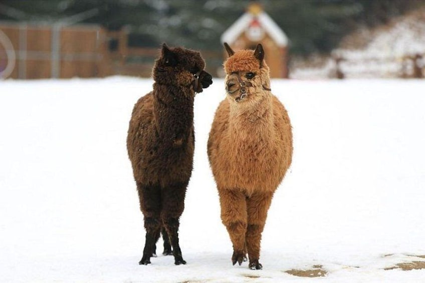 Nami Island, Alpaca World and Gangchon Rail Bike Tour from Seoul 4
