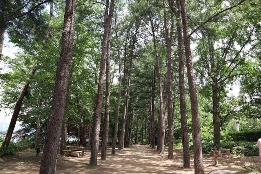 Nami Island, Alpaca World and Gangchon Rail Bike Tour from Seoul 3