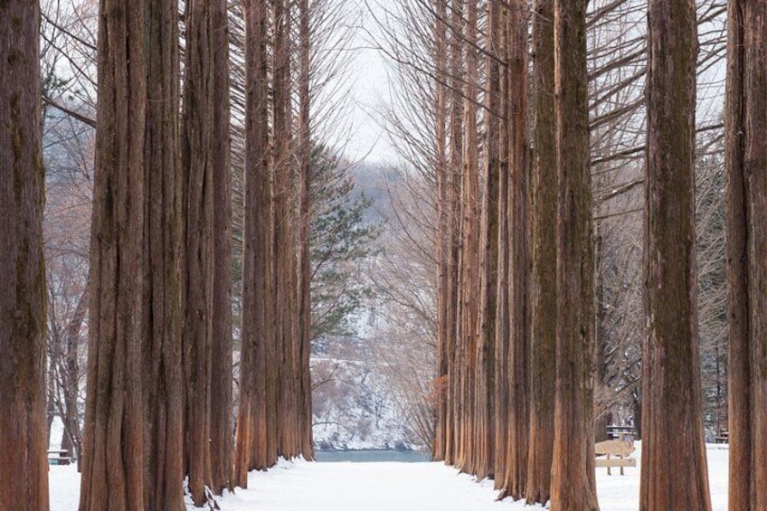 Nami Island, Alpaca World and Gangchon Rail Bike Tour from Seoul 2