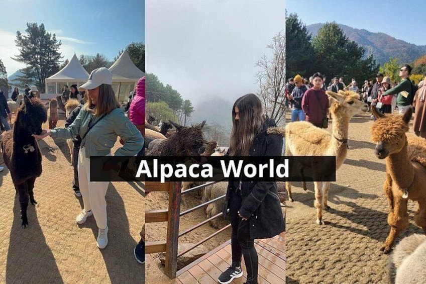 Nami Island, Alpaca World and Gangchon Rail Bike Tour from Seoul 2