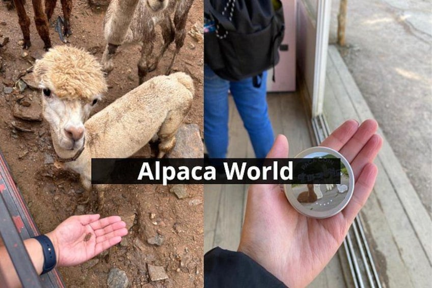 Nami Island, Alpaca World and Gangchon Rail Bike Tour from Seoul 4