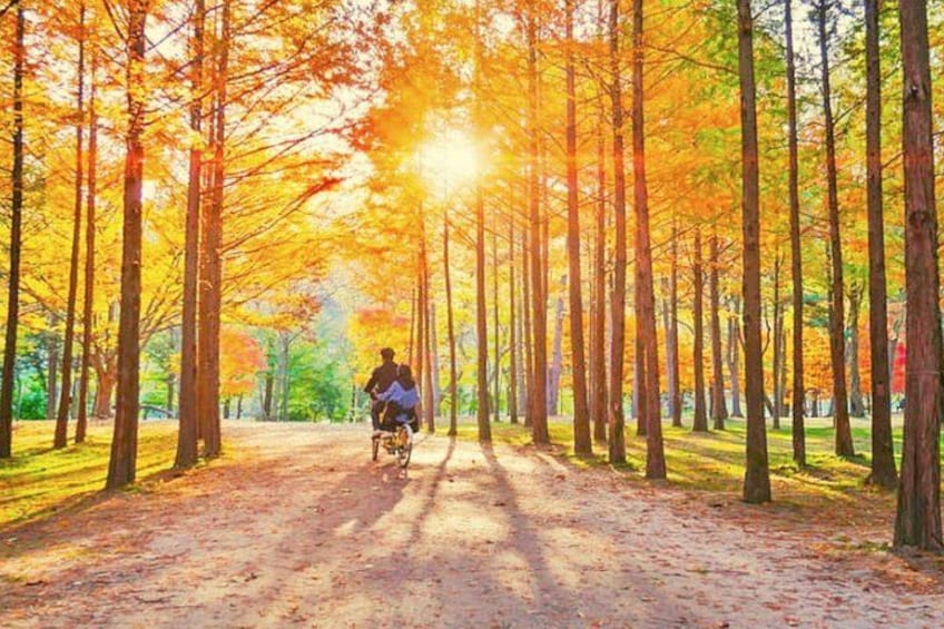 Nami Island, Alpaca World and Gangchon Rail Bike Tour from Seoul 2