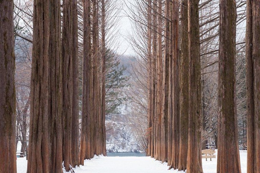 Nami Island, Alpaca World and Gangchon Rail Bike Tour from Seoul 3