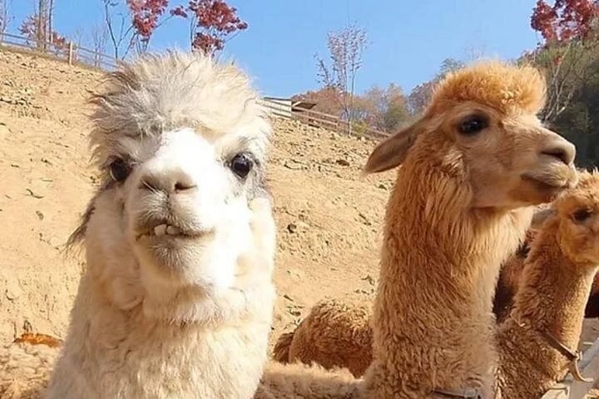 Nami Island, Alpaca World and Gangchon Rail Bike Tour from Seoul 5