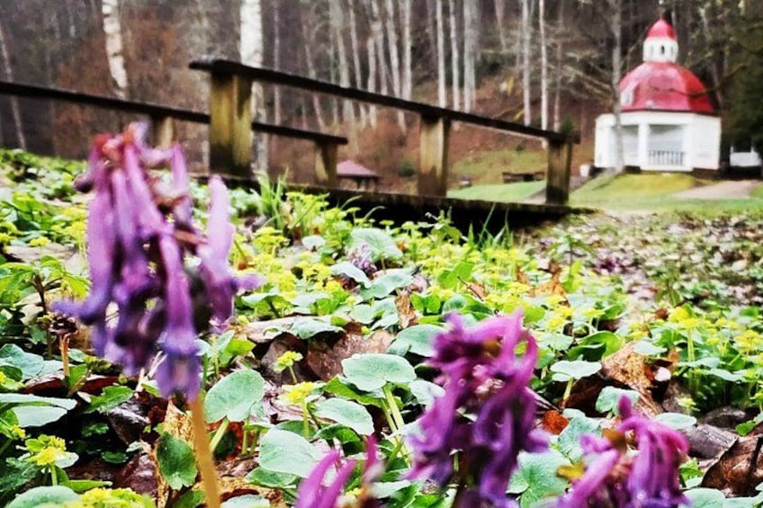 Violette Blumen, eine Bank und ein Gebäude mit roter Kuppel in einem Garten. 2