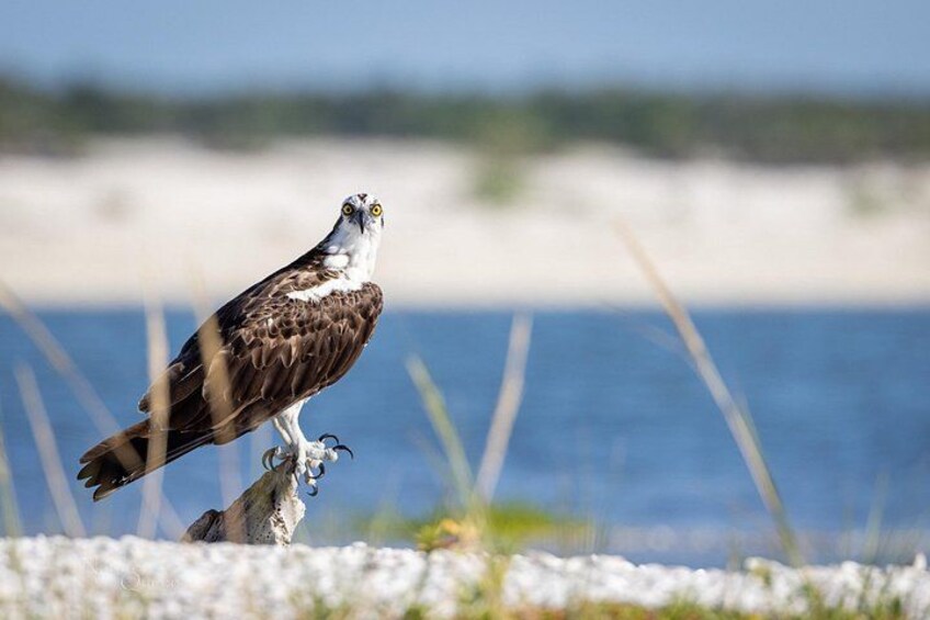 Un balbuzard était perché sur une branche, près de l’eau. 2