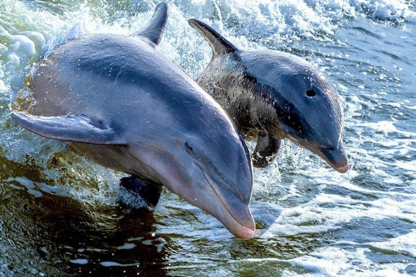 Private Marco Island / 10,000 Islands Sightseeing & Dolphin Tour 2