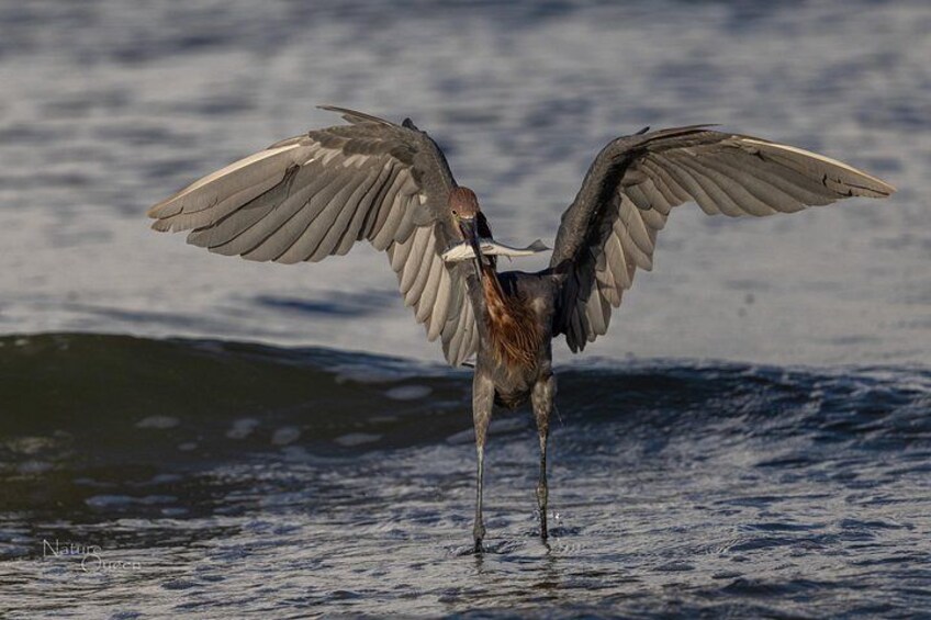 Un oiseau, les ailes déployées, se tient dans l’eau. 4