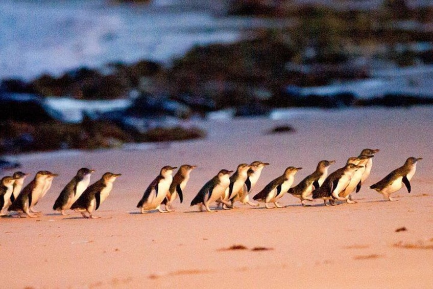 Little Penguins at Sunset on Phillip Island 3