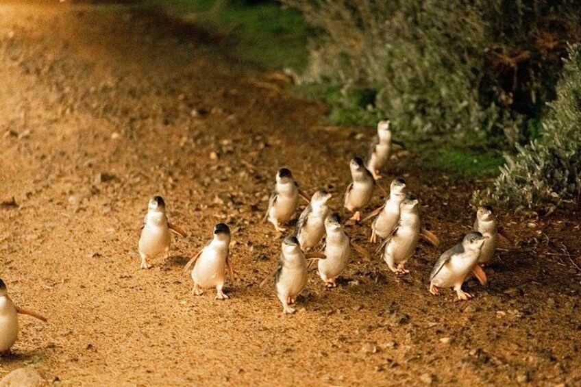Phillip Island Small-Group Penguins & Wine Tour from Melbourne 2