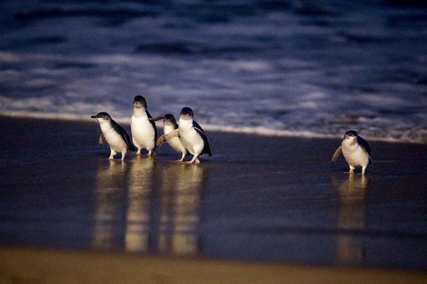 Phillip Island Small-Group Penguins & Wine Tour from Melbourne 5
