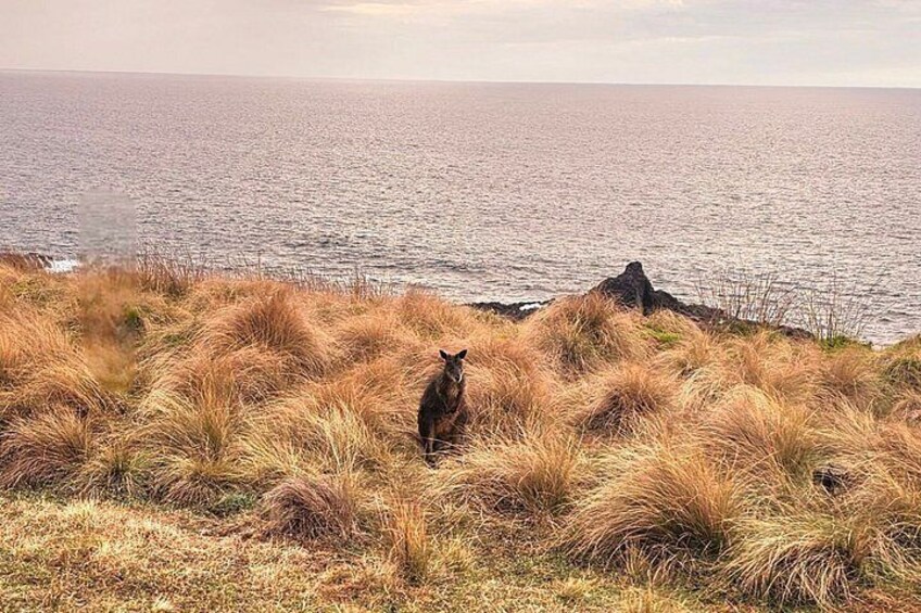 Ein Känguru auf einer grasbewachsenen Klippe mit Blick auf den Ozean. 5
