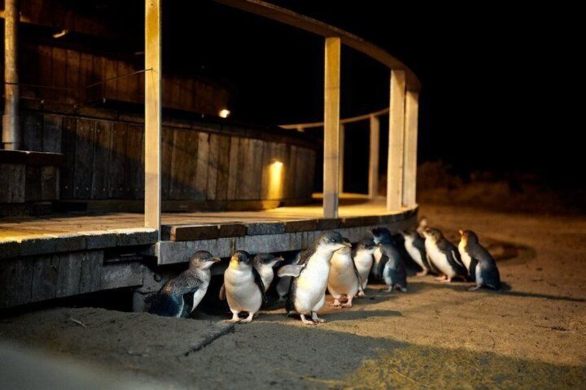 A group of penguins gathered under a wooden structure at night. 1