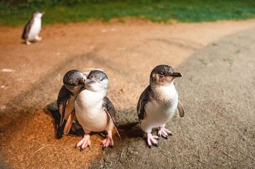 Our Little Penguins 4
