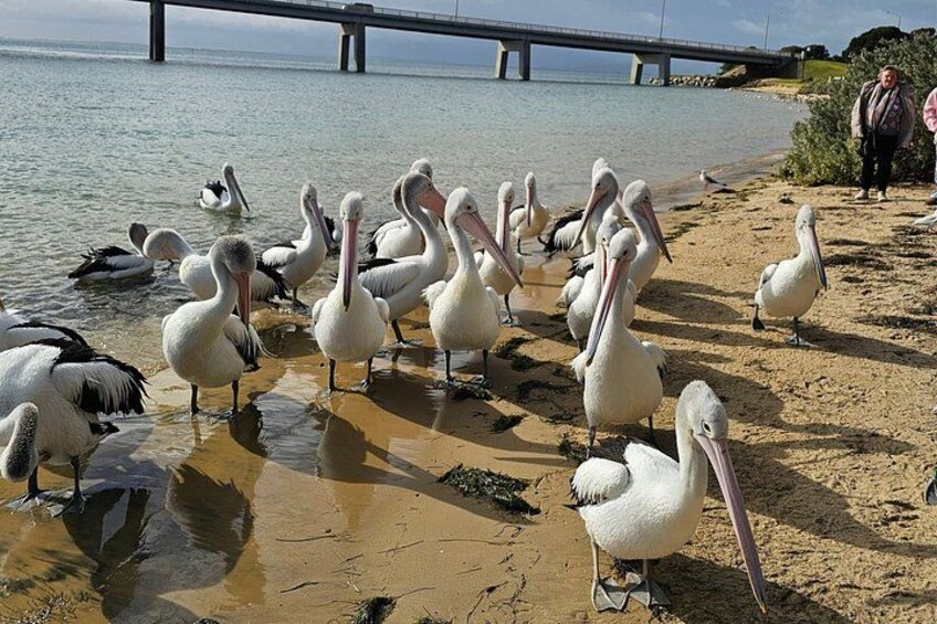 Phillip Island Small-Group Penguins & Wine Tour from Melbourne 3