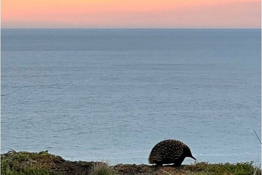 A coastal landscape with a sea and a land animal. 2