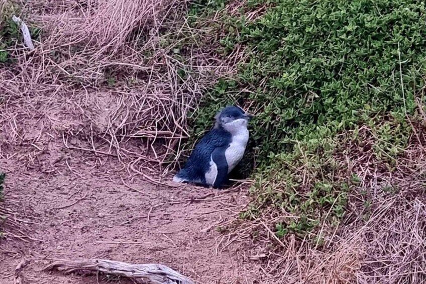 Ein Vogel am Boden in der Nähe eines Strauchs. 4