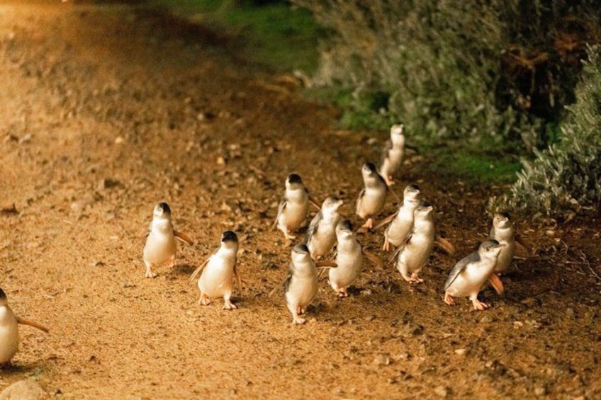 A group of penguins on a dirt path. 5