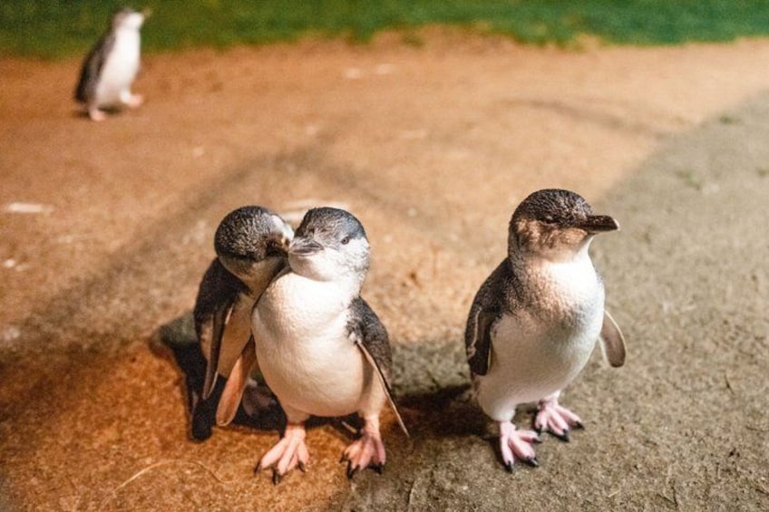 Three penguins on a sandy surface with one in the background. 4