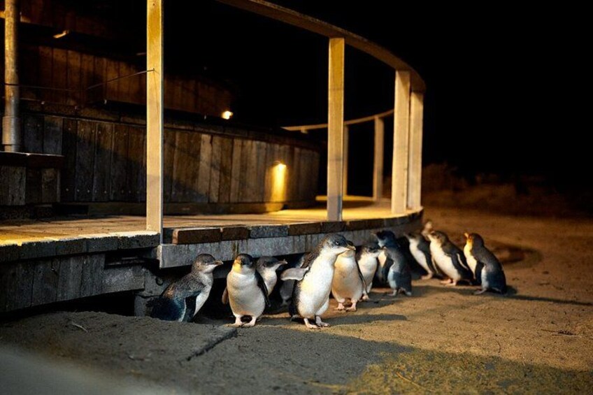Phillip Island Small-Group Penguins & Wine Tour from Melbourne 5