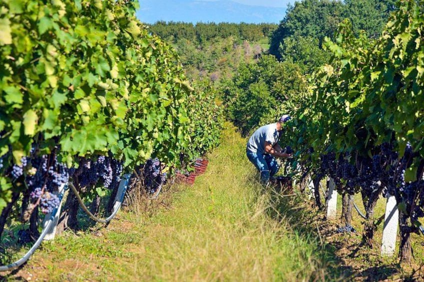 Un vignoble avec des rangées de vignes et une personne qui s'occupe des plants. 5