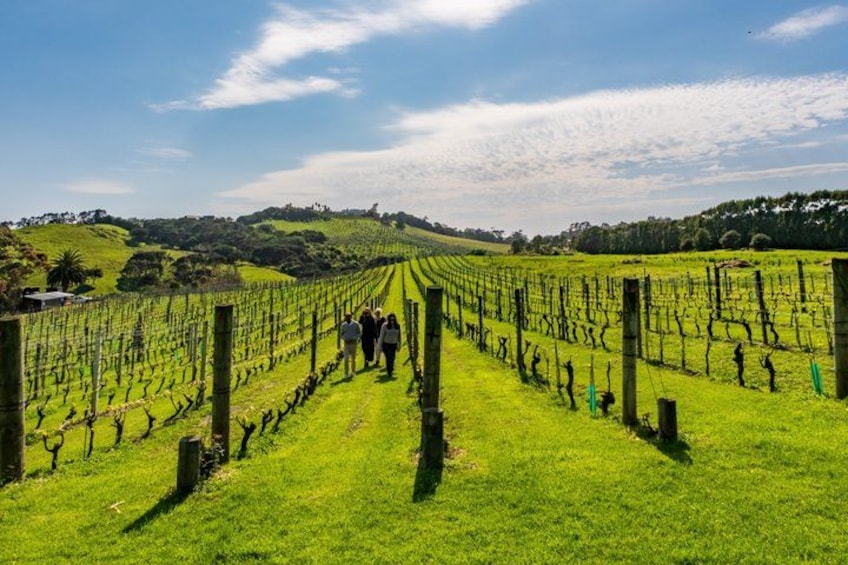Private Personalised Tour in Waiheke Island 2