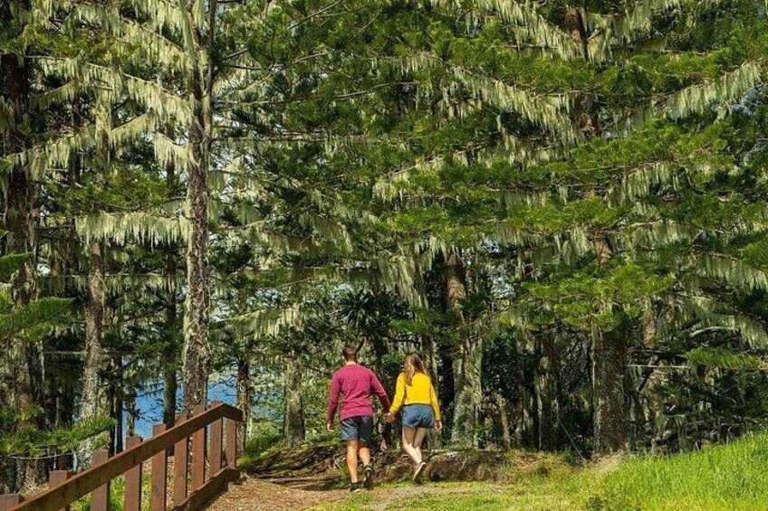 Two people hiking on a trail surrounded by tall trees with hanging moss. 3