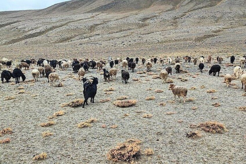 A herd of goats grazing on a barren landscape with hills in the background. 3