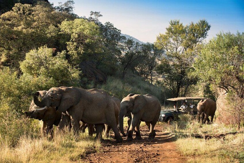 Full Day Pilanesberg Safari Adventure 4