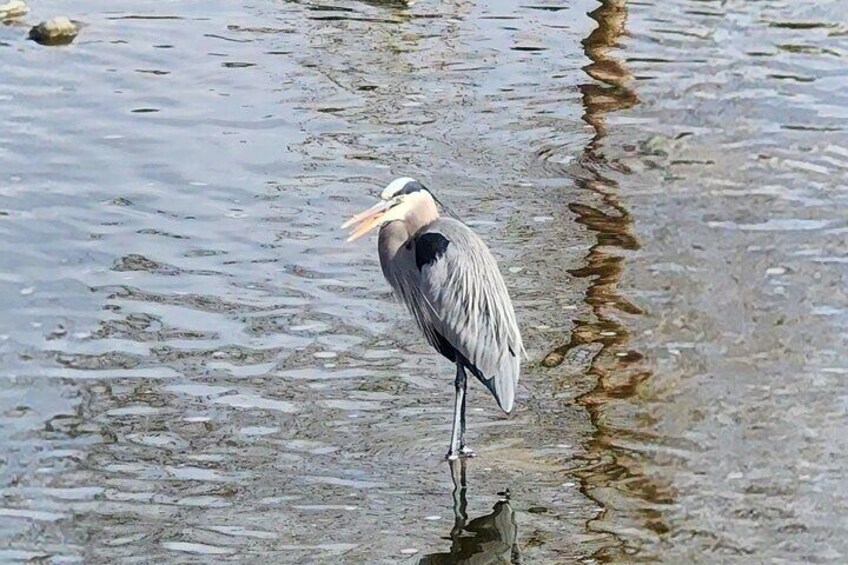 Blue Heron