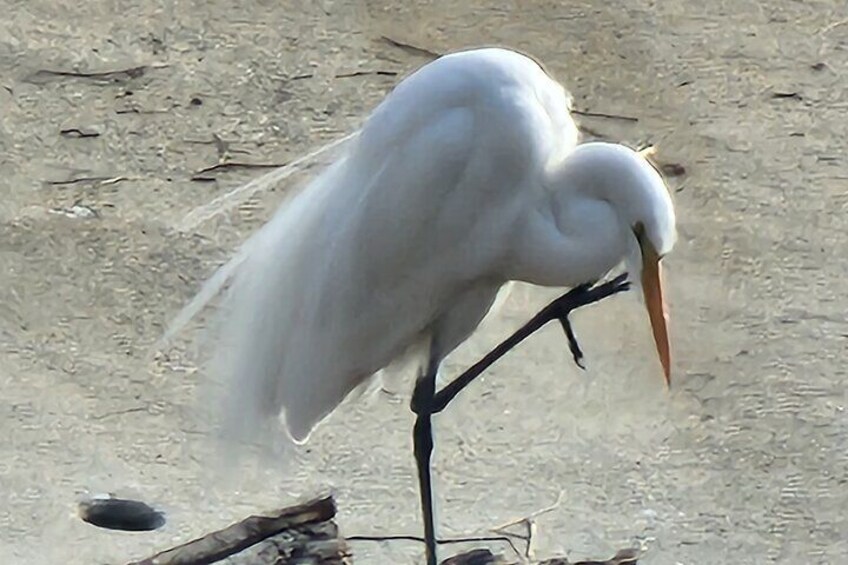 Snow Egret