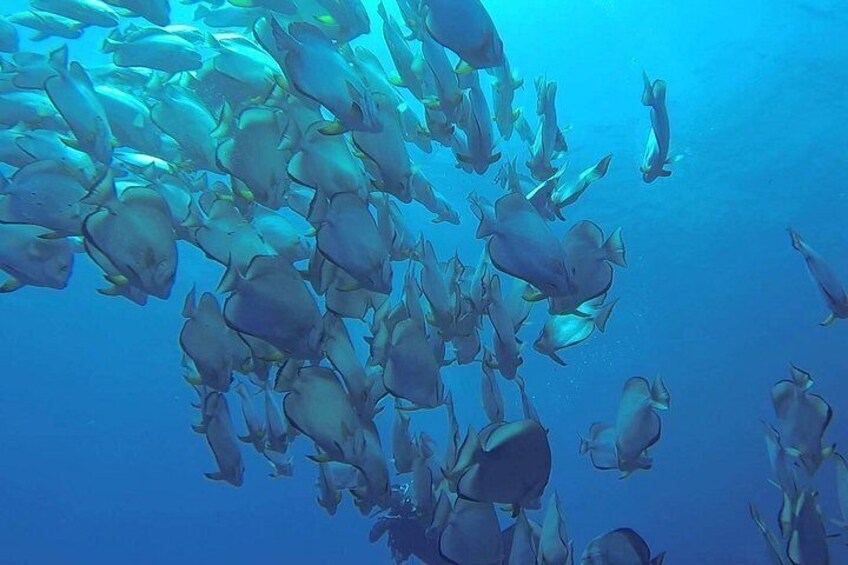 Un banco di pesci che nuota nell'oceano. 2