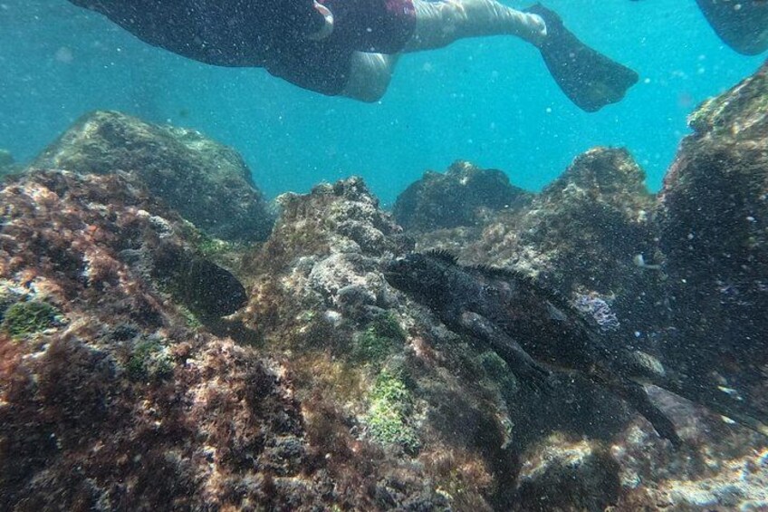 A diver underwater near rocky formations with marine life. 2