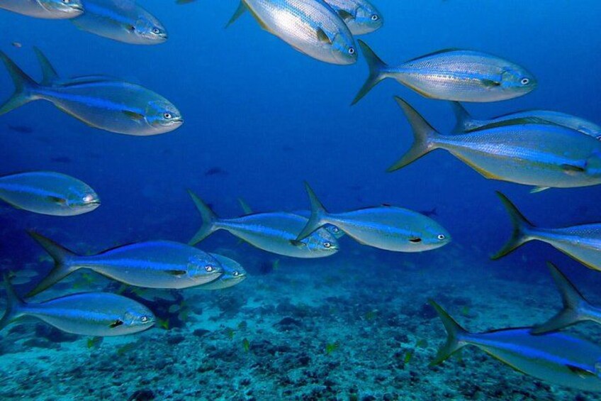A school of fish swimming in the ocean. 4