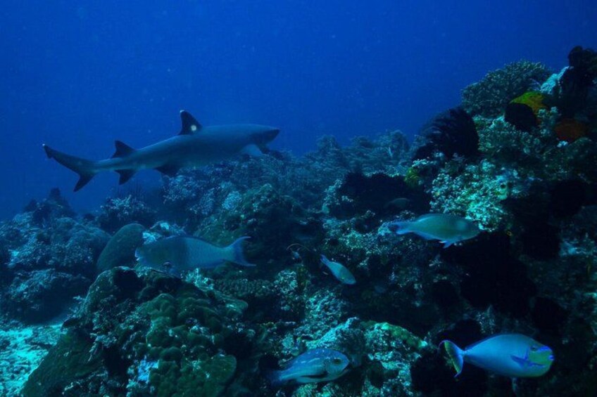 An underwater scene with a shark swimming near a coral reef. 5