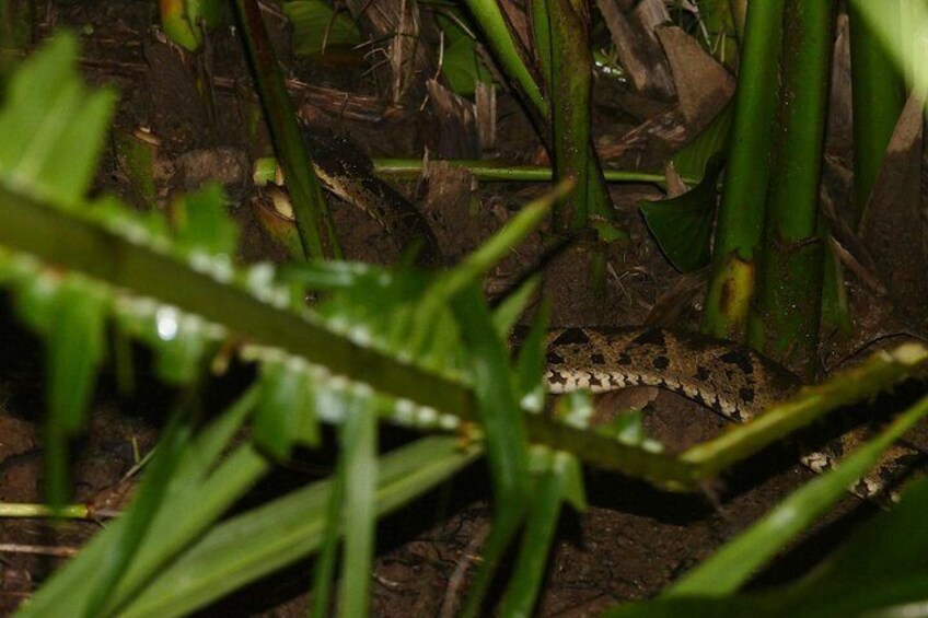 Mangrove Night Tour 3