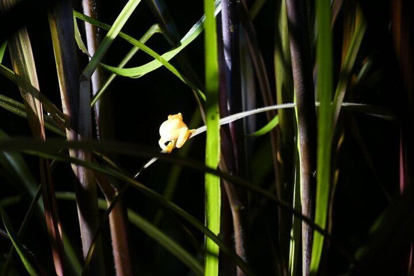 Mangrove Night Tour 5