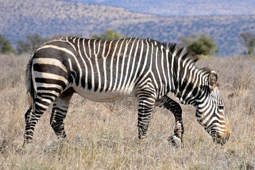 A zebra grazing in a grassy field with a mountainous background. 5