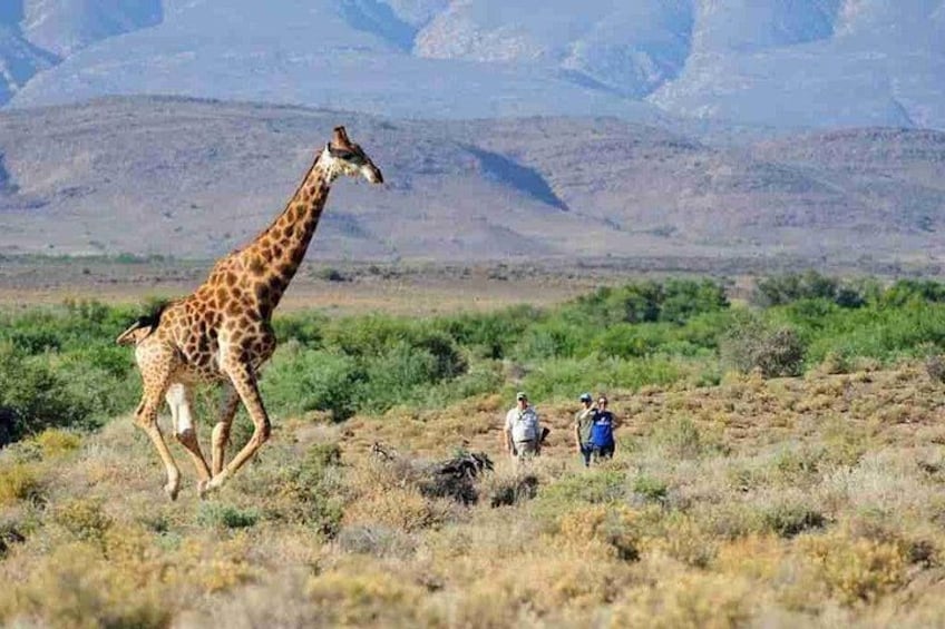 A giraffe walking across a dry grassland with mountains in the background. 3