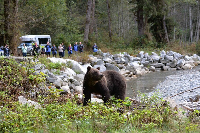 A bear near a river with a group of people and a vehicle in the background. 3