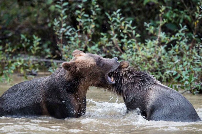 Two bears in a body of water with vegetation in the background. 4