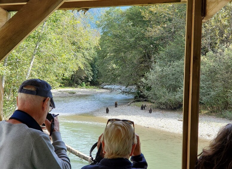 A group of people observing bears in a natural setting. 1