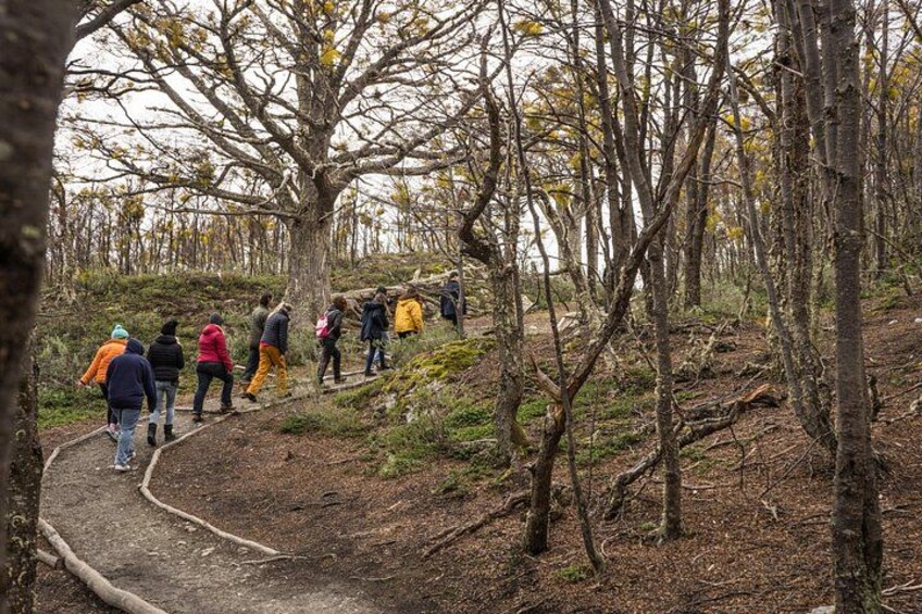 Eine Gruppe von Wanderern auf einem Waldpfad. 2