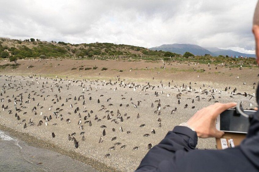 Eine Person fotografiert eine große Gruppe Pinguine am Strand. 4