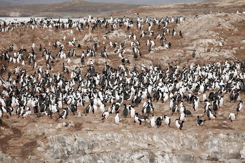 Eine große Gruppe Pinguine auf felsigem Gelände. 3