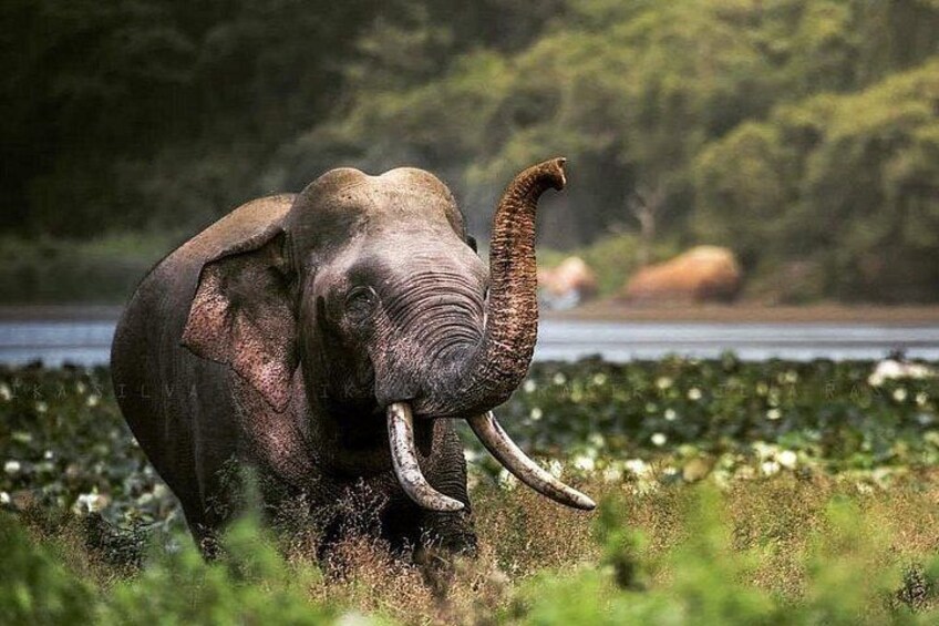 Een olifant met slagtanden loopt door een grasrijk gebied in de buurt van water. 3