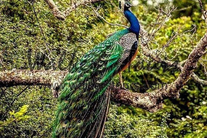 Een pauw met glinsterende groene en blauwe veren rust op een tak. 4