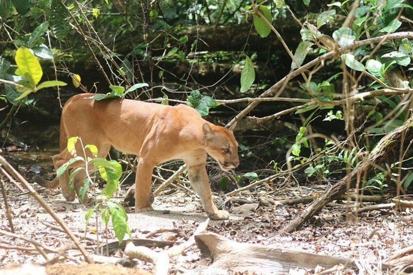 Corcovado National Park, Tour with lunch. 4