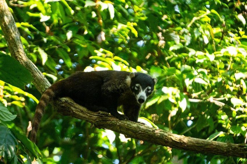 Corcovado National Park, Tour with lunch. 3